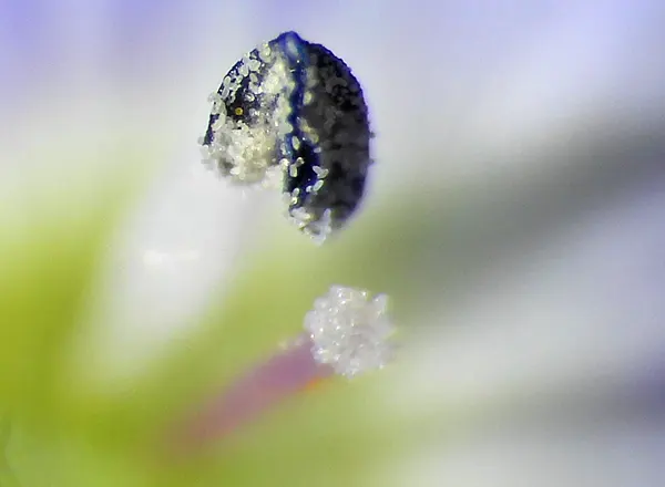 Prašnik i tučak sa polenom