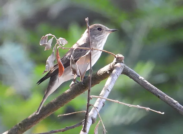 Siva Muharica