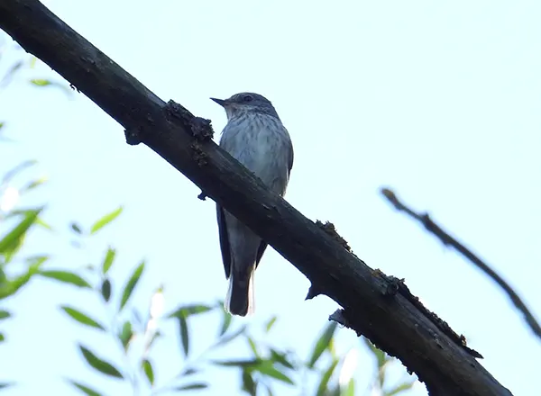  Siva muharica 