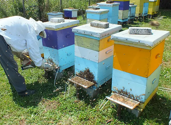 skupljanje pčelinjeg otrova 