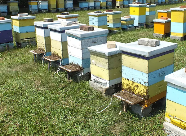 skupljanje pčelinjeg otrova 