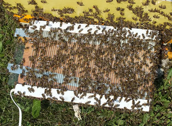 skupljanje pčelinjeg otrova 