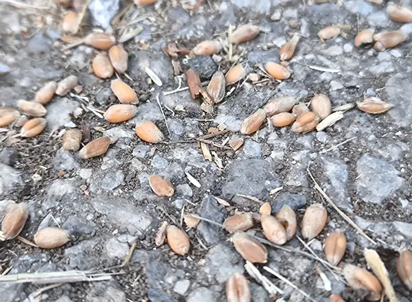 žito na putu kao hrana pticama 