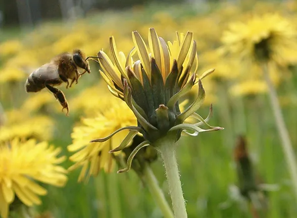 pčela na maslačku