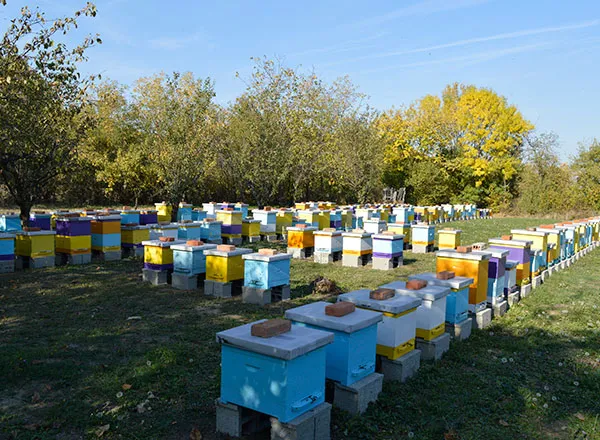 Jedan od naših pčelinjaka - Pčelinjaci Stanković Mladenovac