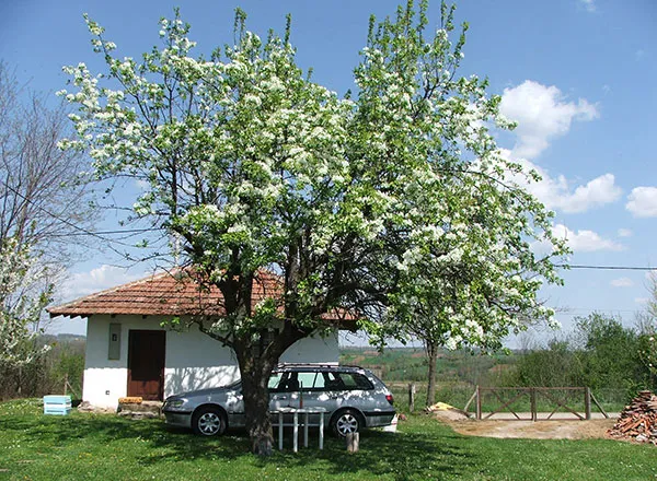 Stara kruška ispred dedine kuće - mesto gde se novi poslovi sklapaju