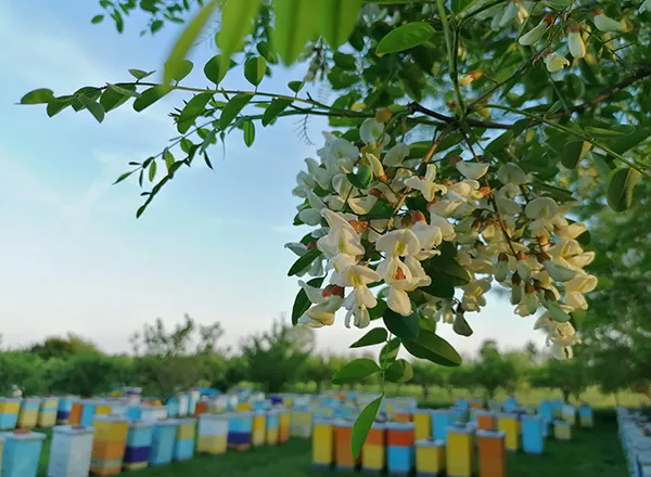Cvetanje Bagrema - raj za pcele