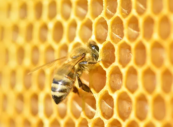Pčelica i med 