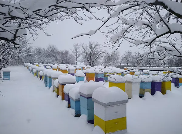 Zima na pčelinjaku  