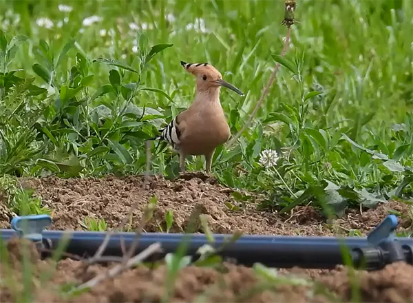 Pupavac se hrani insektima