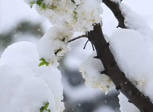Sneg u apilu oštećuje voće 