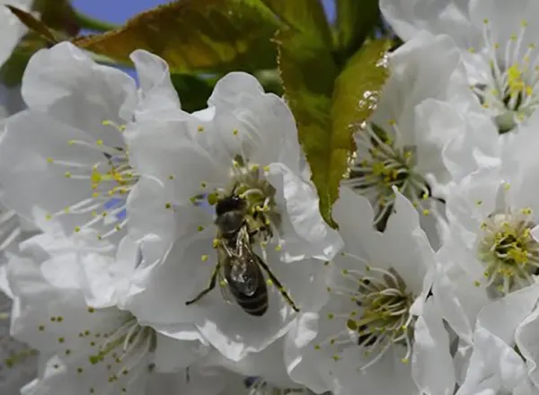 April - Cvetanje trešnje