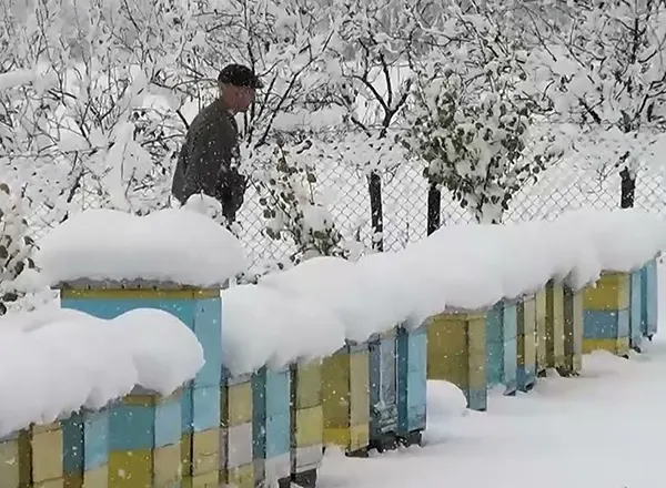 Januar obilazak pcelinjaka zavejanim snegom