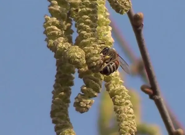 Februar - Oprašivanje leske i prvi polen iz prirode