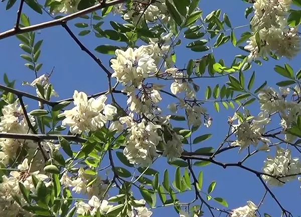 Bagremova paša - pčele na cvetu bagrema