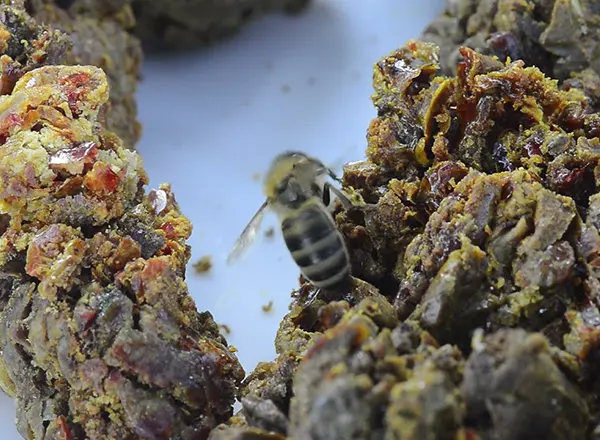 Avgust - Pčela sakuplja sastrugani propolis sa košnica