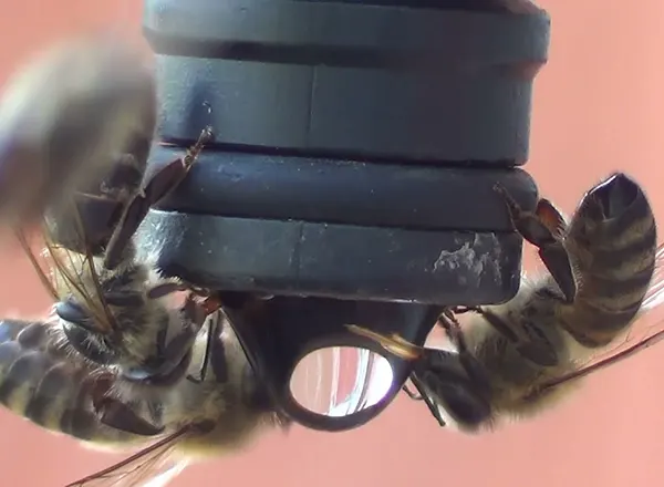 Julske vrućine - Pčela traži dodatan izvor vode