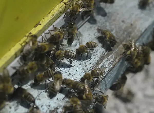 Jun - Pčelinja društva na vrhuncu svog razvoja