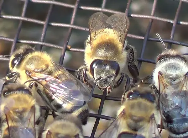 Septembar - Početak nove pčelarske godine