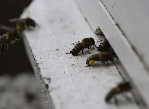 Februarski jutarnji izlet pčela iz košnice