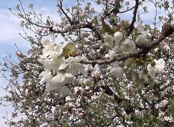 April - Vetar ometa cvetanje voća