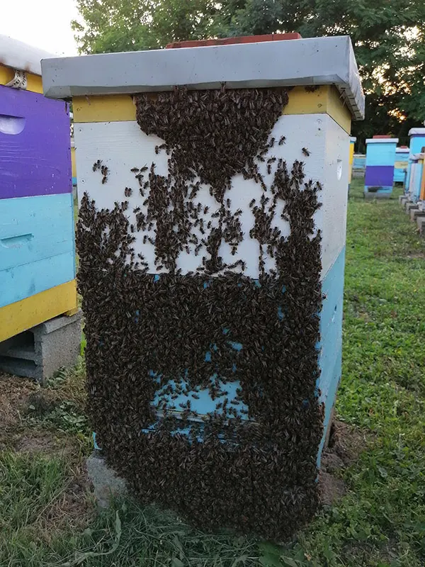 julske vrućine i zarojena košnica