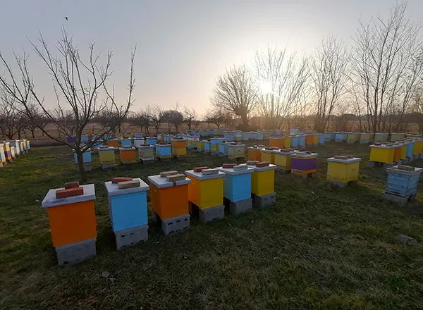  Pčela na leski prva značajnija polenska paša 