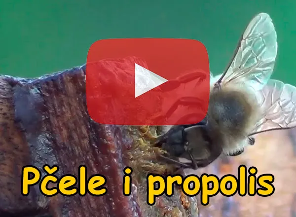 Pčele i propolis